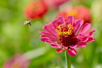 bee flying off a flower