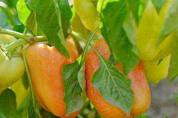 orange and green peppers
