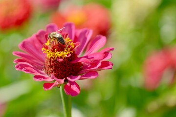 bee on flower