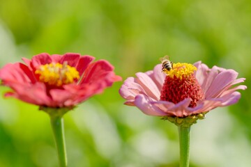 bee on flower