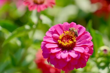 close up of pink flower with a bee