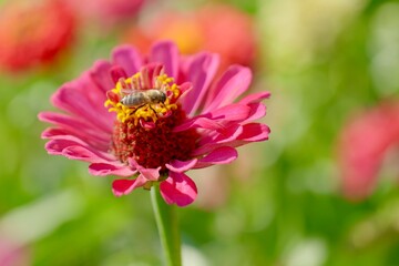 bee on flower