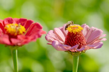 bee on a flower
