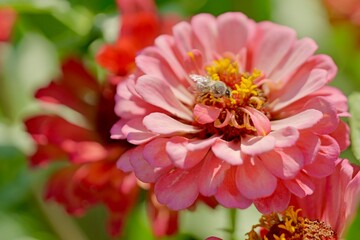 pink dahlia flower