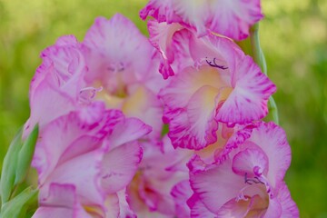 purple flower in the garden