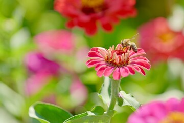 bee on a flower