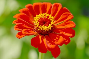 orange flower with dew drops
