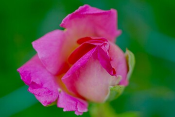 pink rose bud