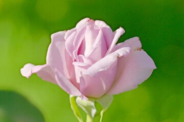 pink rose flower