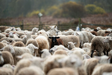 Unique black sheep stands out among a large flock of white sheep in a serene pasture surrounded by...