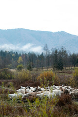Grazing sheep in a serene mountain meadow during early autumn with mist rising among the trees and hills in the backdrop