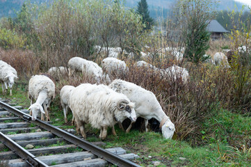 Flocks of sheep grazing peacefully near old railway tracks in a tranquil countryside landscape surrounded by vibrant autumn foliage and distant mountains