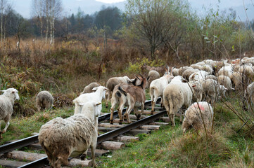 Herd of sheep and goats wander along overgrown train tracks in a serene countryside landscape during cool autumn morning light