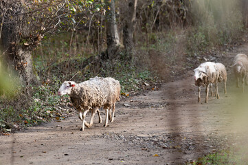 Sheep wander along a quiet dirt road surrounded by trees in a peaceful rural setting during an afternoon in autumn
