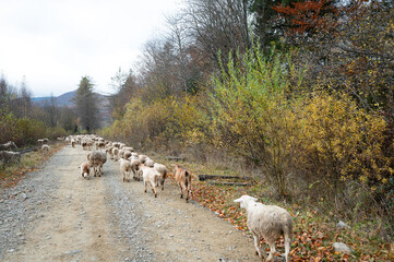Woolly travelers make their way along a quiet forest road surrounded by autumn foliage and gentle...