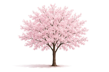 Beautiful pink cherry blossom tree in full bloom isolated on white background