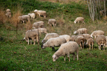 Grazing sheep wander through a verdant field under the warm glow of the late afternoon light in a serene landscape setting