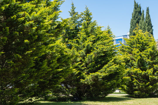 Serene park scene with lush green Arizona cypresses (Cupressus arizonica) 'Blue Ice' forming natural archway, partially revealing  modern building in background under clear blue sky.