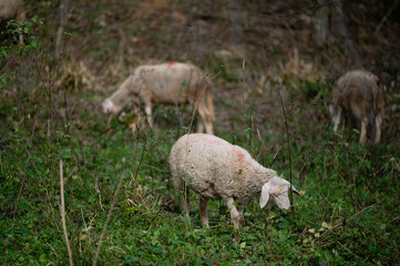 Grazing sheep in a lush green meadow surrounded by dense forest in the early morning light, creating a serene and tranquil atmosphere of nature's beauty