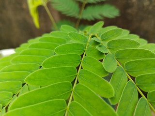 close up view of wild tamarind plant leaves. Siris leaf closeup