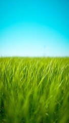 Fototapeta premium Vibrant Green Wheat Field Swaying Gently Under a Clear Blue Sky on a Sunny Day Agriculture Concept