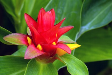 Close-up of Costus Woodsonii Red Button Ginger Flower with Yellow Petals in Tropical Garden