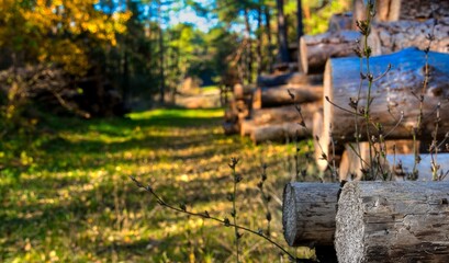 Gestapelte Baumstämme am Waldrand, beleuchtet von warmem Sonnenlicht, mit grünem Waldweg im Hintergrund..
