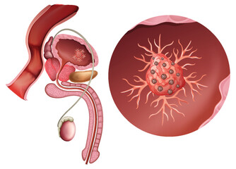 Detailed Male Reproductive System Vector Illustration