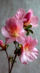 Obraz premium Close-up of delicate pink azaleas