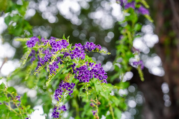 Obraz premium Petrea volubilis Usually grows in clusters up to 30cm long. The flowers Petrea volubilis have an extremely unique and eye-catching purple-blue color 