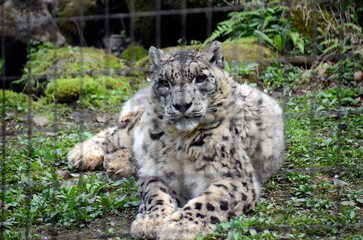 ユキヒョウ