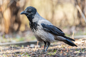 Hooded crow, corvus cornix, standing on the lawn in the spring or summer
