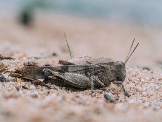 Zu sehen ist eine seitliche Nahaufnahme einer Blauflügeligen Ödlandschrecke (Oedipoda caerulescens). Die Ödlandschrecke befindet sich auf sandigem Untergrund.