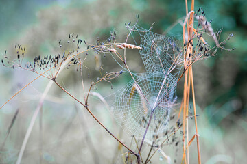 spider web in the forest on dried flowers