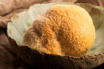 Hericium erinaceus mushroom monkey head mushroom, bearded tooth fungus, bearded hedgehog mushroom, pom pom, lion`s mane mushroom. Far Eastern medicine use this mushroom