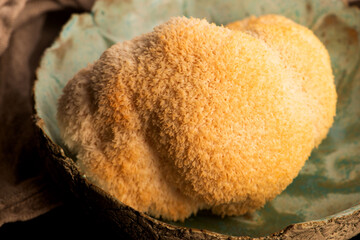 Hericium erinaceus mushroom monkey head mushroom, bearded tooth fungus, bearded hedgehog mushroom, pom pom, lion`s mane mushroom. Far Eastern medicine use this mushroom