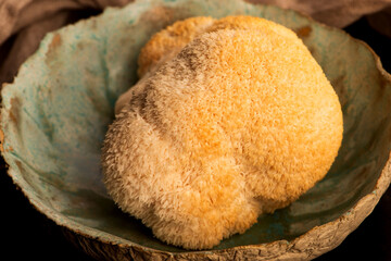 Hericium erinaceus mushroom monkey head mushroom, bearded tooth fungus, bearded hedgehog mushroom, pom pom, lion`s mane mushroom. Far Eastern medicine use this mushroom