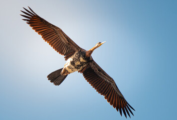Australasian Darter 