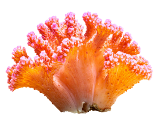 Colorful Tropical Coral Reef Branches Isolated on Transparent Background