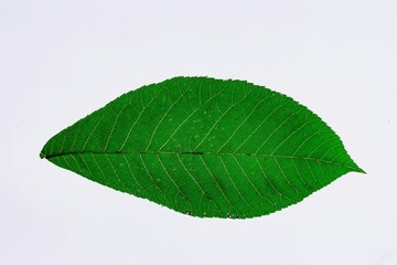 A single, horizontally-oriented green leaf with finely serrated edges and visible veins, isolated on a clean white background