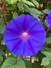 pink flower in the rain