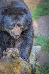 Close up of an endangered spectacled bear walking toward the camera
