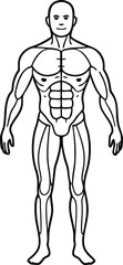Detailed Muscular Human Anatomy Illustration Bodybuilder Physique Demonstrating Muscle Groups Striking Muscular Definition with Anatomical Precision Health and Fitness