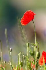 Red Poppy Flower with Buds in Natural Meadow