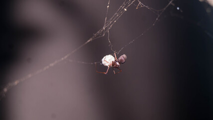 A photograph of a common house spider. Taken from Las Pinas, NCR, Philippines. 