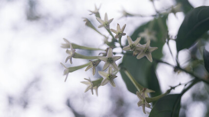 A photograph of Night-blooming jasmine flowers. Taken from Las Pinas, NCR, Philippines.