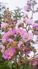 A photograph of Crepe-myrtle flowers. Taken from Las Pinas, NCR, Philippines.