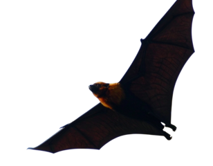 Untitled design - Firefly_A black bat in the air with symmetrical open wings on an isolated background (3)