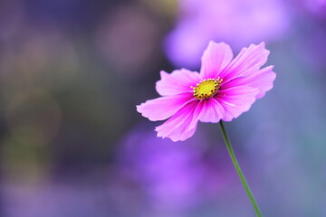 秋の野に咲くコスモスの花