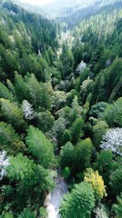 Obraz premium Aerial View of Lush Rainforest Canopy